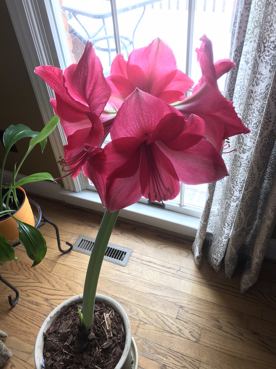 amysgrant's tweet photo. Winter scenes and hope for Spring. ❄️🌺 https://t.co/GC0qHr6nyU