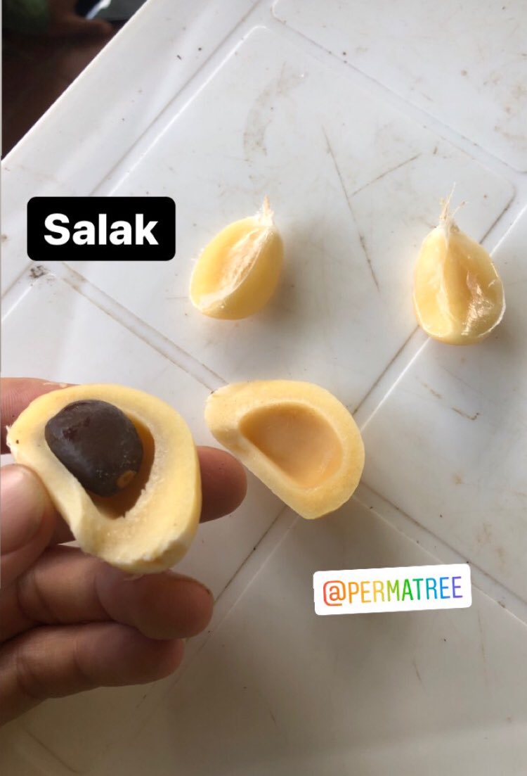 YantzaFarm's tweet photo. El Salak más conocida como “fruta serpiente”, es una exótica fruta que tiene sus orígenes en Indonesia. Su  sabor es similar a algo como una manzana con limón. La fruta crece en el pie de la palma y no en la cabeza. #salak #permatree #ecuador #superfoods https://t.co/iYtrBfOUt4