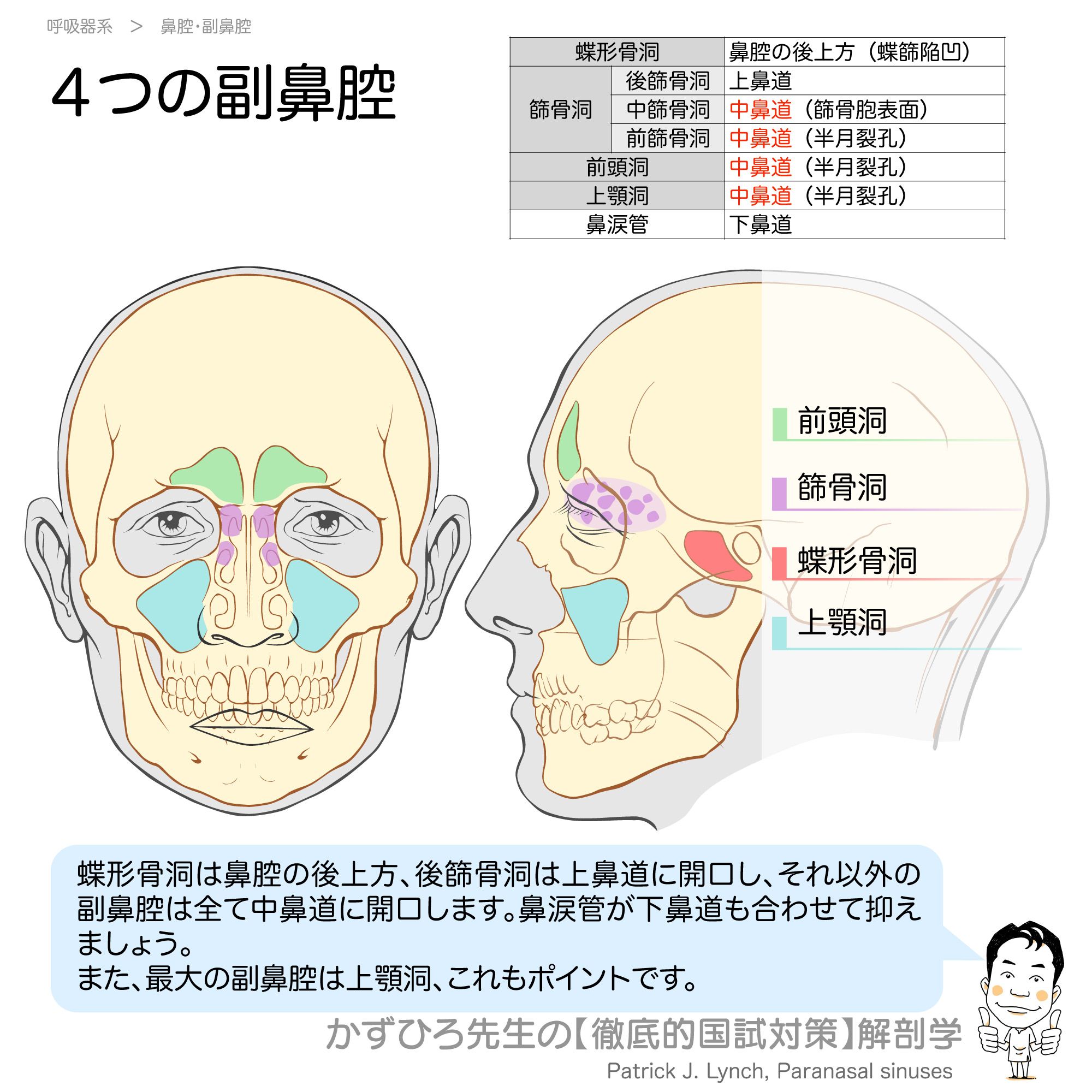 蝶形骨洞 Twitter Search Twitter
