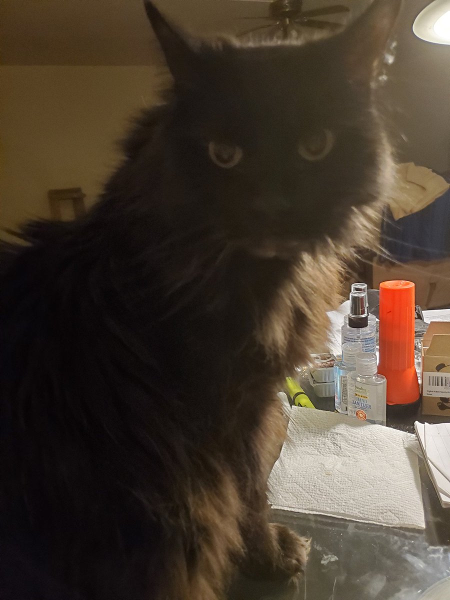 Dan 😎🍕🍔🐈‍⬛ tweet media