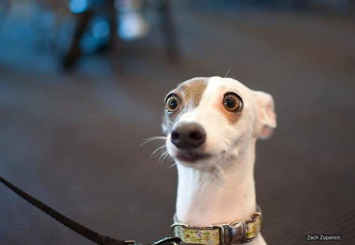 Cara del abogado cuando el acusado hace uso de la última palabra.