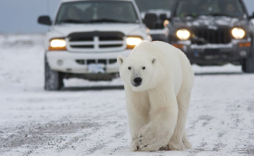 lin0lici0ussz's tweet photo. look what i saw on the roads post snow storm! #TexasBlackout https://t.co/ydfuC1Z40r