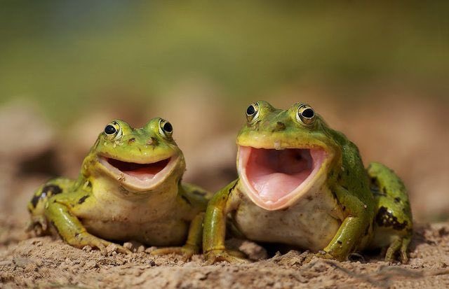 supernatural characters as frogs, a very important thread