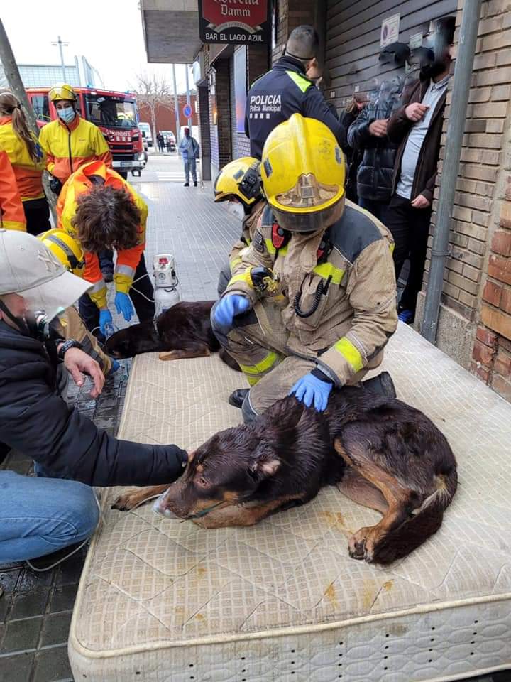 Ibon Perez tweet media