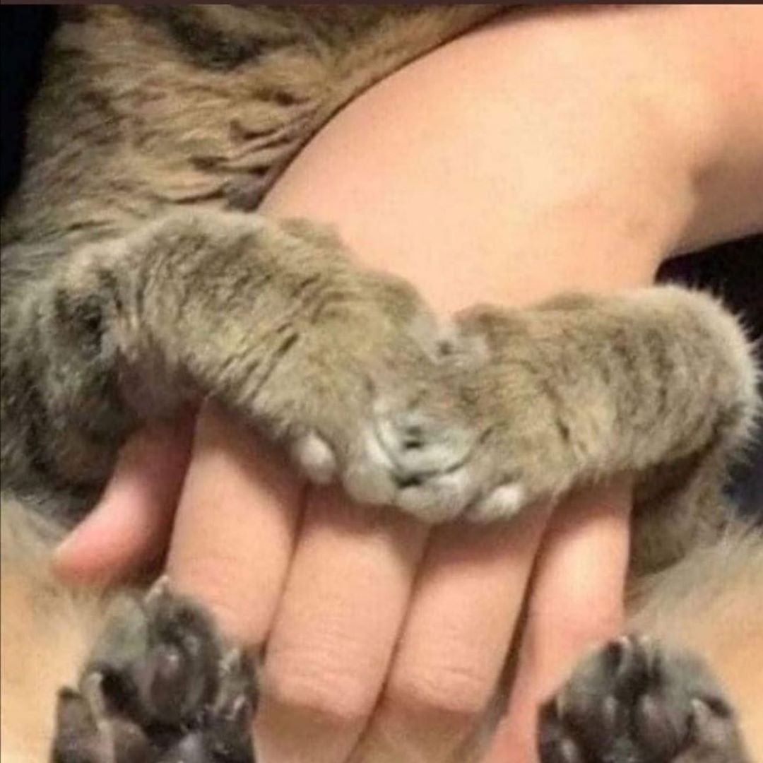 Why you should have a cat (@shouldhavecat) on Twitter photo 