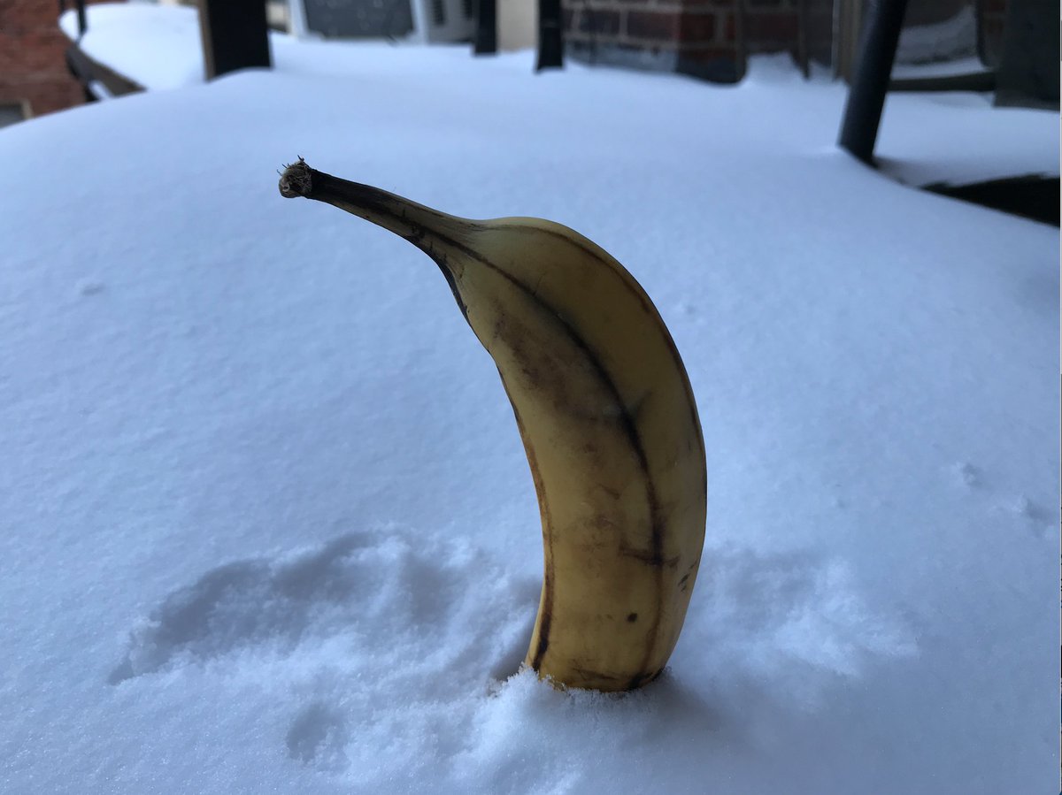 Columbia's snowfall currently stands at 1/4 of a banana tall, more updates from the banana in the snow to come in the next few hours.