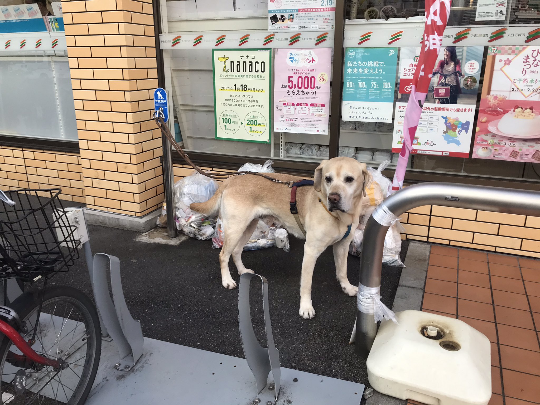 松本秀樹 犬と旅してた人 スーパーやコンビニの前で どこかにリードを引っ掛けたり 結んだりして 飼い主の買い物中に犬だけを待たせている 繋ぎ待たせ あなたのしている行為は これ ２枚目の写真 と同じ事です 犬との散歩のついでに買い物を