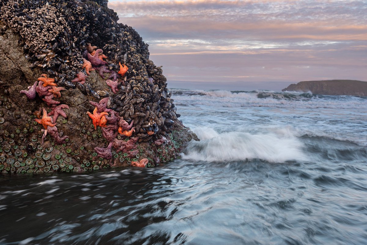 Intertidal Healing A constellation of Ochre Sea Stars (Pisaster ochraceus) doing their duty as the keystone species in the intertidal zone off the northwest coast of North America. A keystone species is an organism that has a overwhelming impact on the health and