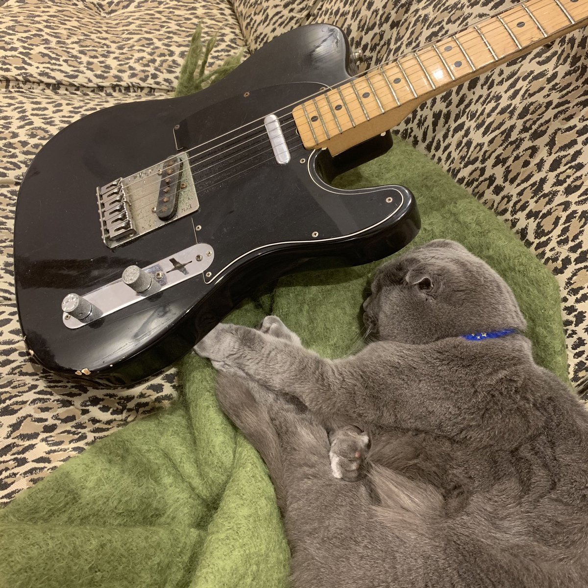 “You’ll be alright there” said the Sassafras roadie in 1977 on hearing that I’d bought a Fender Twin amp. Rock’n’roll is for old folks now, and I still play it, quietly, in the corner at home on a practice amp. But crank up my next album, it’ll blow your f*ckin’ head off 😇🤣💥