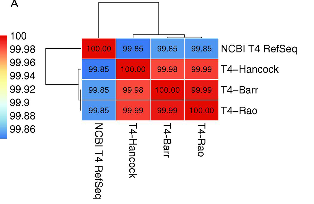 T4 phage however, had a staggering 172 nucleotide variations compared to NCBI ref! We WGS the 48yr old phage (Hancock) and two active T4 phages from Barr & Rao labs and found between 6-13 variations between them.The issue? T4 NCBI ref genome was assembled via PCR & cloning