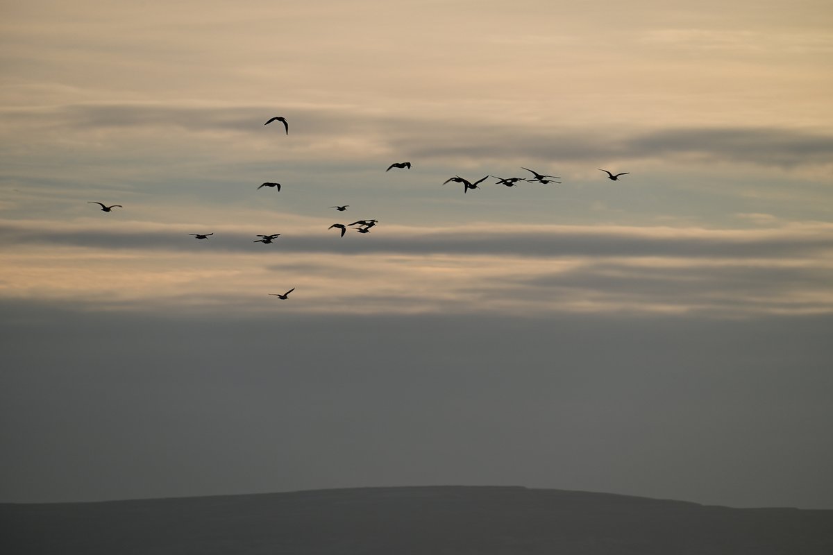 MOConnell07's tweet photo. Occasional 'pet' winter-day in #Galway, eg 10 Feb. Curlews (? unsure!) and oystercatchers fly over #Salthill Prom to golf course; landing permitted but no play due to Covid restrictions! #GrattanBeach & #MuttonIsland bathed in sunlight; couple enjoy sun 'going down on #GalwayBay' https://t.co/DmpjDGbPNj