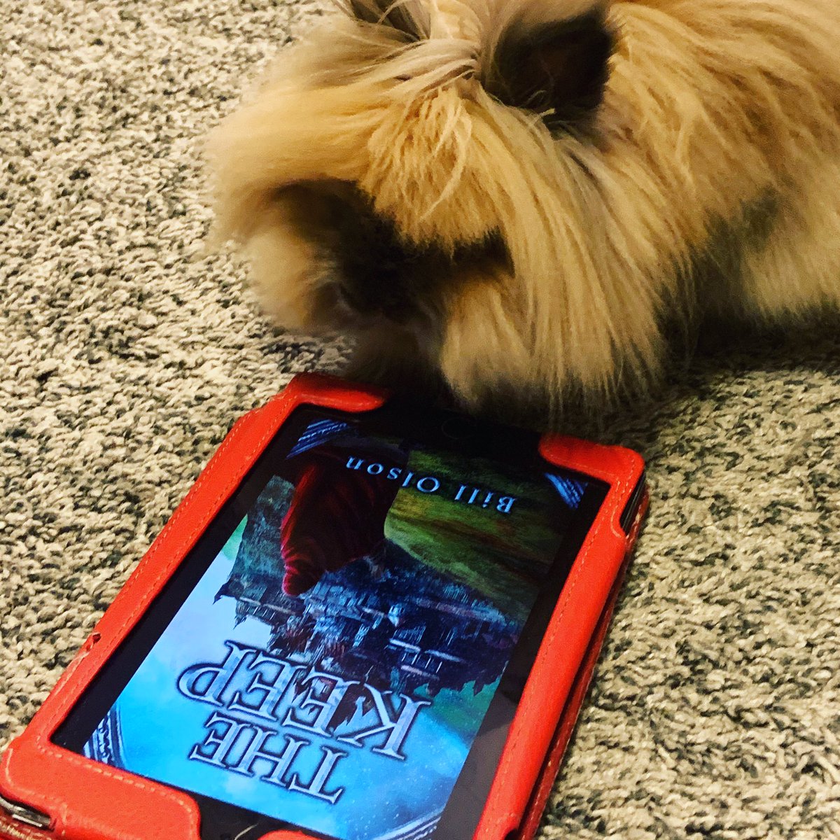 billsallwrite's tweet image. So a frog posted a picture of a bunny on my Instagram.  Social media is complicated.

instagram.com/p/CLX0y99DvZD/…