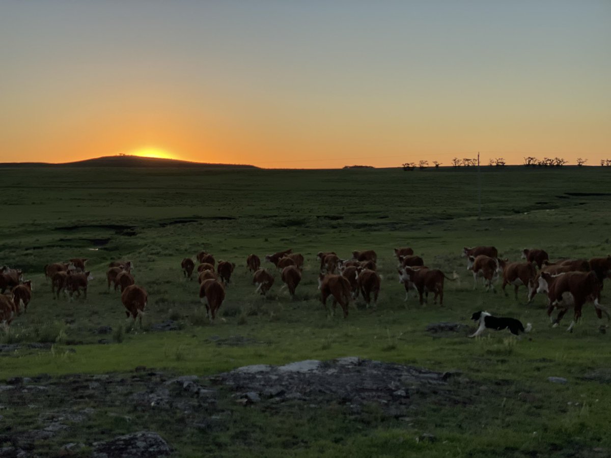 juan jose bazzano (@juanbazzano) on Twitter photo 