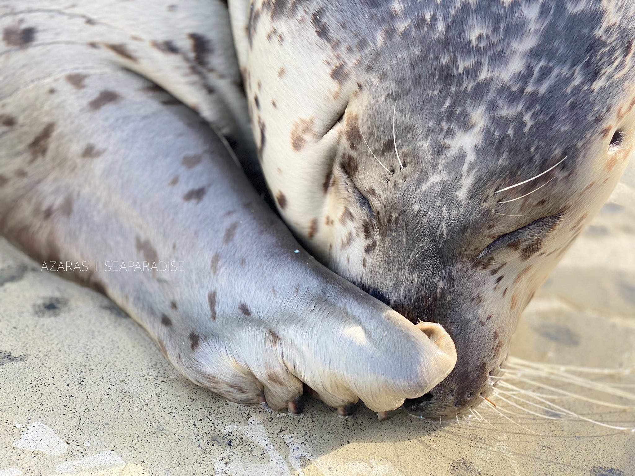 アザラシシーパラダイス 公式 No Twitter 本日も強風によりオホーツクとっかりセンター アザラシランド アザラシシーパラダイス は終日閉館となりました ご迷惑をお掛け致しますがご了承下さいますようよろしくお願い致します T Co Apwih5ihsi Twitter