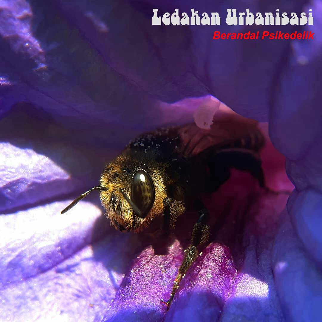 Out now: LEDAKAN URBANISASI - Berandal Psikedelik EP (2021) 🌻🌺🌼🌸☀️ wrrecordings.wordpress.com/2021/02/16/out…