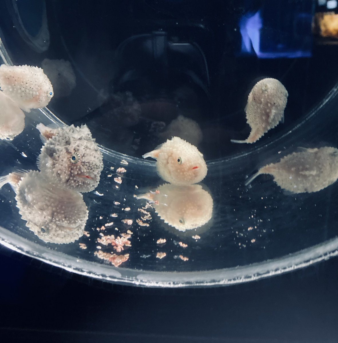 Mao 来月閉館する水族館に来た コンペイトウって魚 ｶﾜｲｲ ｶﾜｲｲ 名前の由来が 金平糖に似てるから っていうのもｶﾜｲｲ