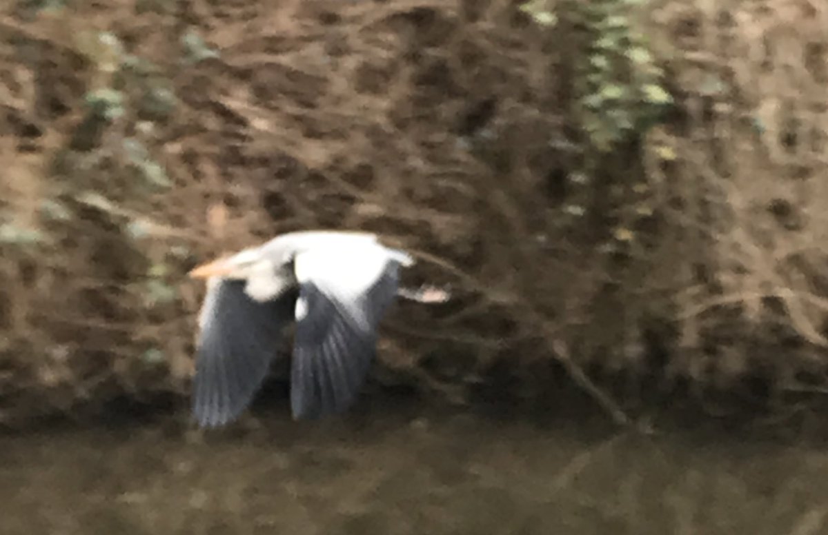 rubycochrane26's tweet image. Politics shmolotics i’m becoming a wildlife photographer 😎