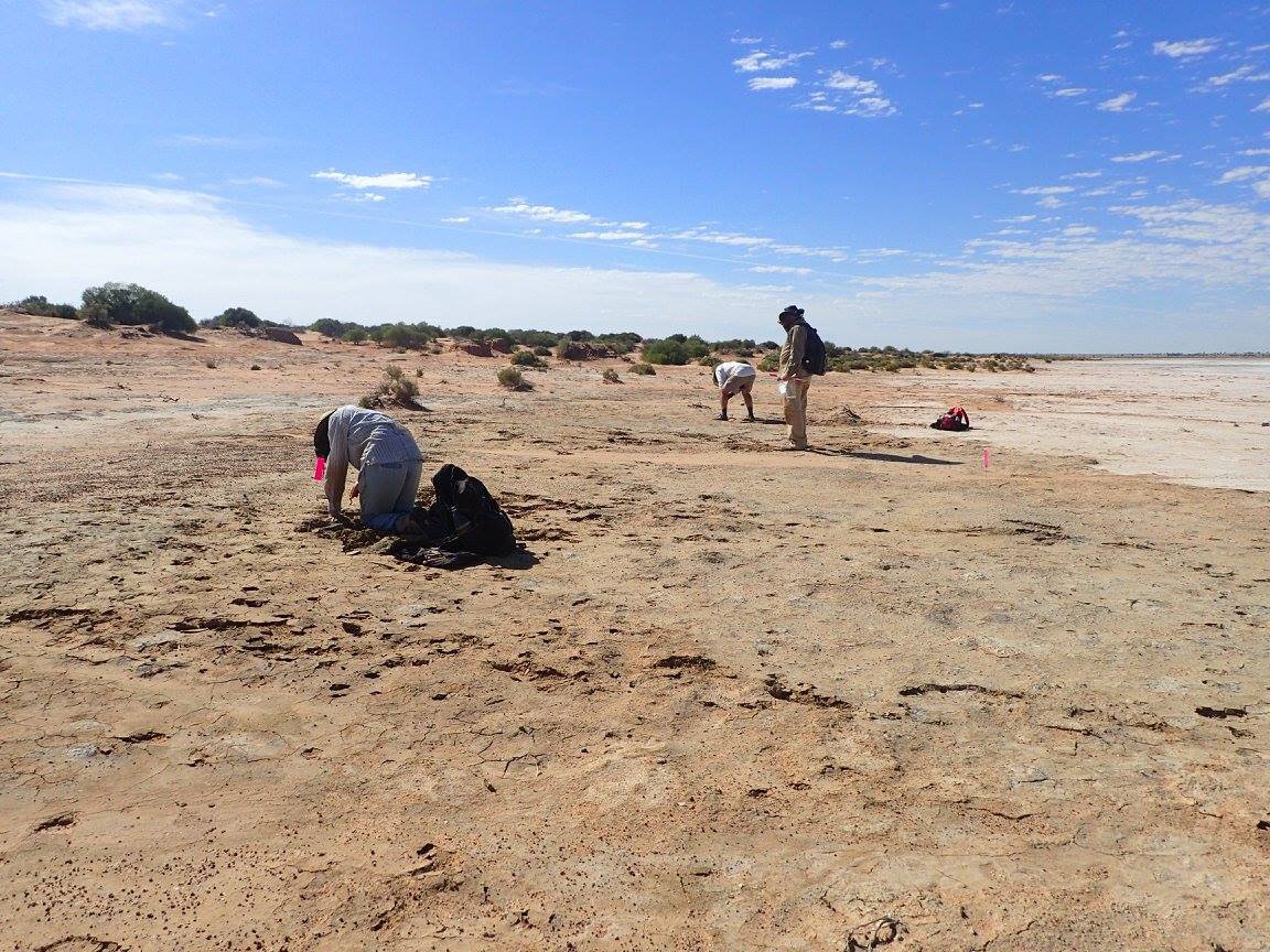 We sampled a rich lens of fish bones eroding out in pockets around Lake Pinpa, and at Billeroo Creek a few km north.Only after we had these bags of sediment sieved and sorted did we realise we had our first fossil skink!