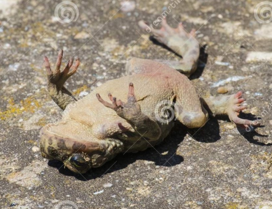 #CR | ¡SAPO MUERTO, ABONO PA' MI HUERTO! 🔪

Logramos ganar nuestro encuentro válido por la @SoberbiosLeague en contra de <a href="/MirmidonesC/">Mirmidones</a> por un 3-1

Reafirmando la paternidad🤭🐸

#WinterIsComing ❄️