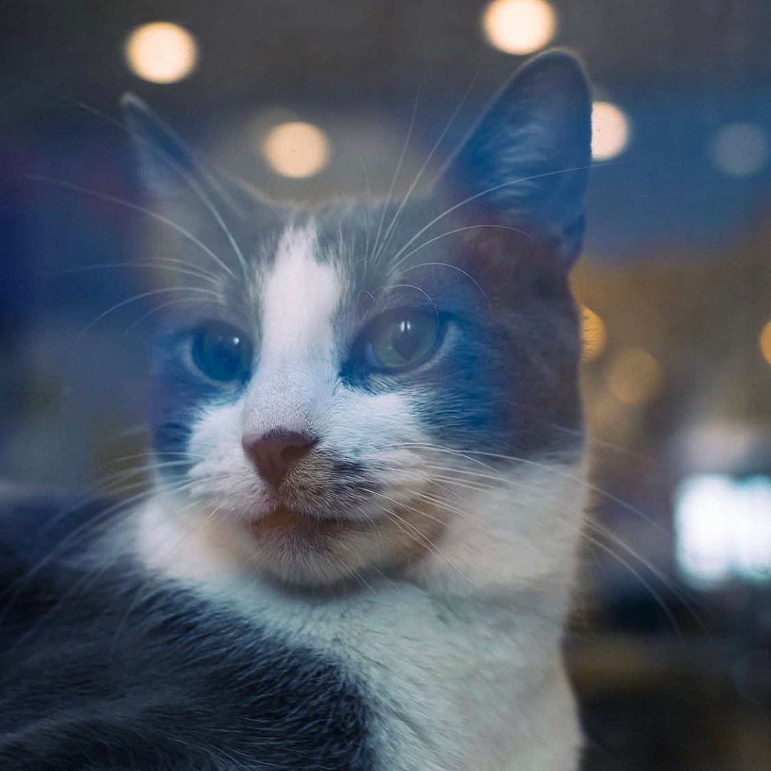 KonekoNYC's tweet photo. ✨ WHISKER WEDNESDAYS $15 CATNAPS ✨

Every Wednesday, #Catnap pricing will be $15/pp to hang with the kitties and drift into feline-induced bliss. Reserve now at https://t.co/DGyxaHrQVW 😻 #WhiskerWednesday https://t.co/xa8GNPagXY