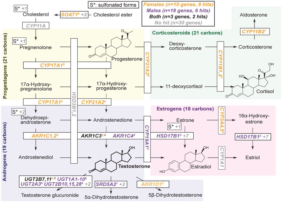 Our work on genetic architecture of molecular traits is out now: elifesciences.org/articles/58615 
We studied GWAS of urate, IGF1 and testosterone-chosen because much is already known about their biology. Eg for testosterone we see clear enrichment of GWAS hits in the biosynthesis pathway