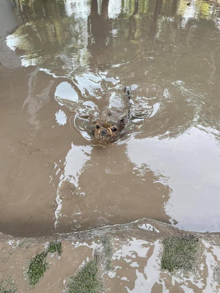 Psicólogo: El perropótamo no existe.

El perropótamo:… 🐶🦛