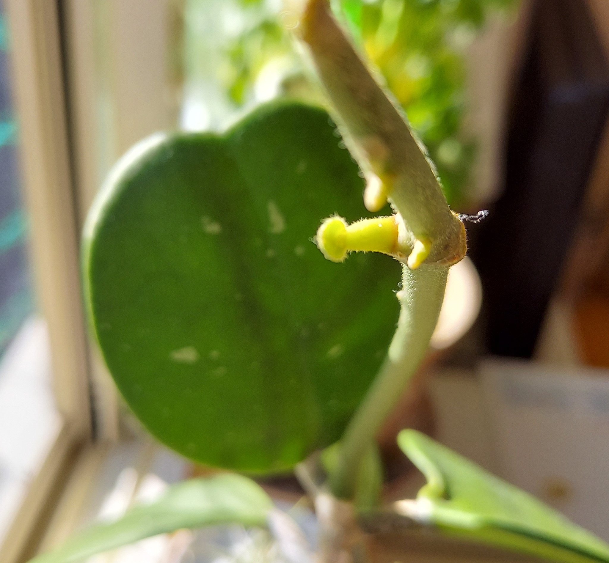 りっちゃん ちゃんと 生きているんだよねー 植物たちの こうゆう姿が 愛おしくて たまらん 花言葉は 幸福を告げる 皆さまが 本日もhappyで過ごせますように 観葉植物 ホヤ ハートホヤ 花言葉 T Co D65hdllzio Twitter