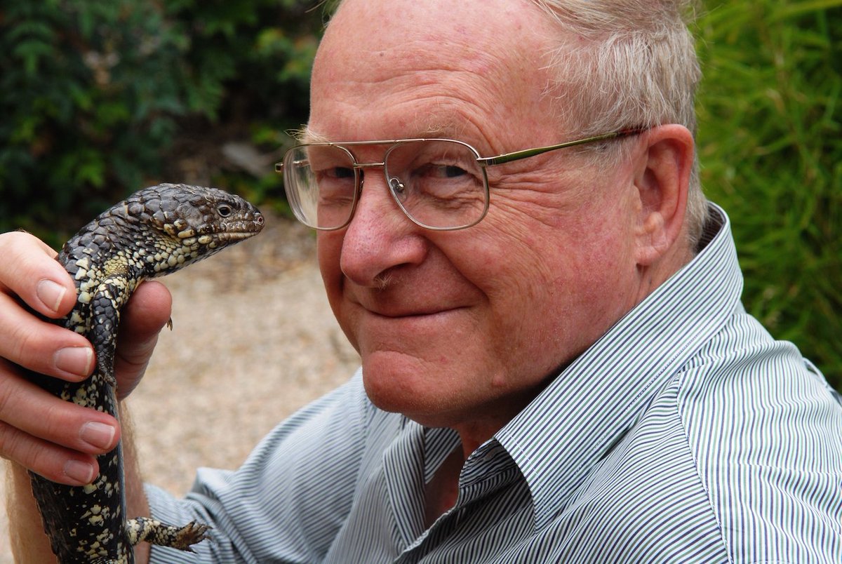 Our new skink Proegernia mikebulli is the oldest representative of the Australian Egerniinae, the social skinks, so it seemed only fitting that it be named for Professor Mike Bull. A man who inspired generations of herpetologists to study egerniine ecology & behaviour  @Flinders