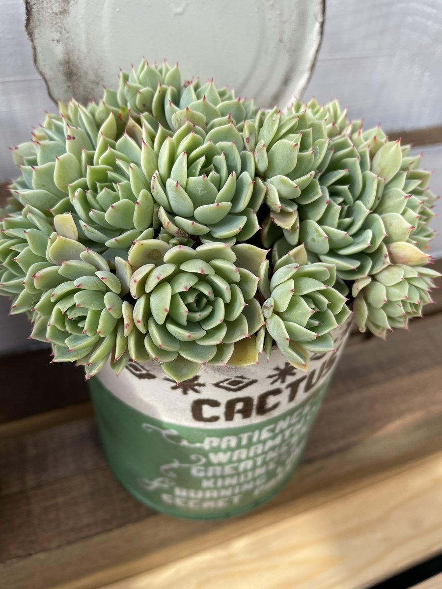 アフリカンシクリッド 多肉植物 21 2 17 ピンクザラゴーサと養老 形が整っていくのを四季を感じながら長い期間をかけて楽しむのがとても良い