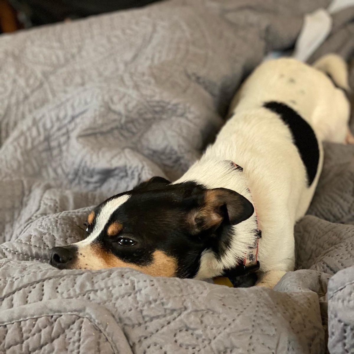 DaCrittaz's tweet photo. When #winterstormuri gives you major outages amidst freezing temps and snow ❄️in Texas...you hunker down and stay warm in bed!  #rescuedogsoftwitter #ratterriersoftwitter #texassnowday https://t.co/bQv5Fx6vG8