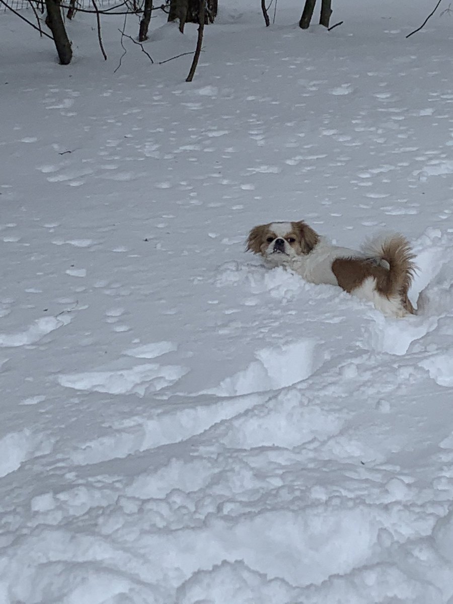 KleemanMolly's tweet photo. @DanFlynn My dog in our last snow - 6-8” more by Friday- life in PA https://t.co/YXDG6sWnXh