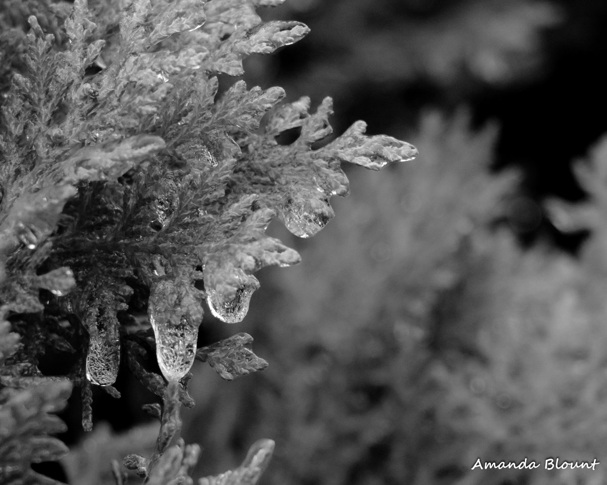 #Project365  - #day46
#onelenschallenge #blackandwhitephotography 
#Photographychallenge  

#TeamCanon #Canonusa #veteranphotographer #Veteran 
#BlackandWhite #Winter #Ice #Storm #StillLife #Nature #NaturesArt #snow #Snowmageddon2021