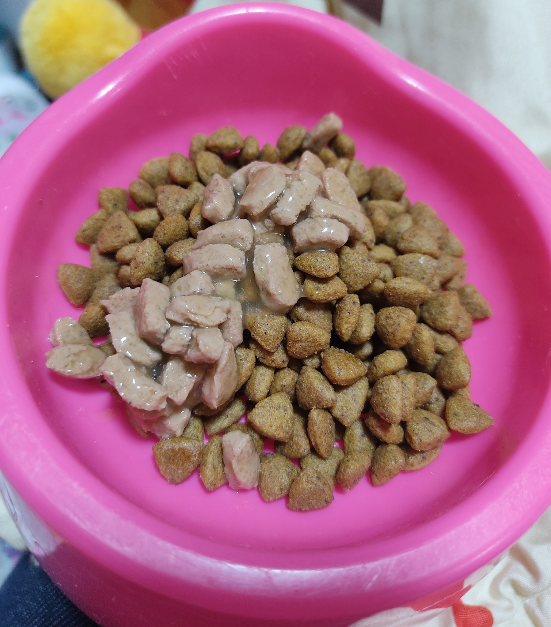 ポメプーの茶太郎 4ヶ月の子犬なのにご飯をちゃんと食べなくてうちに来て5日 1度も完食したことないのほんと心配 ウェットしか食べないのどうにかならないかな ポメプー 4ヶ月 子犬 ご飯食べない 犬好きさんと繋がりたい 茶太郎 T Co