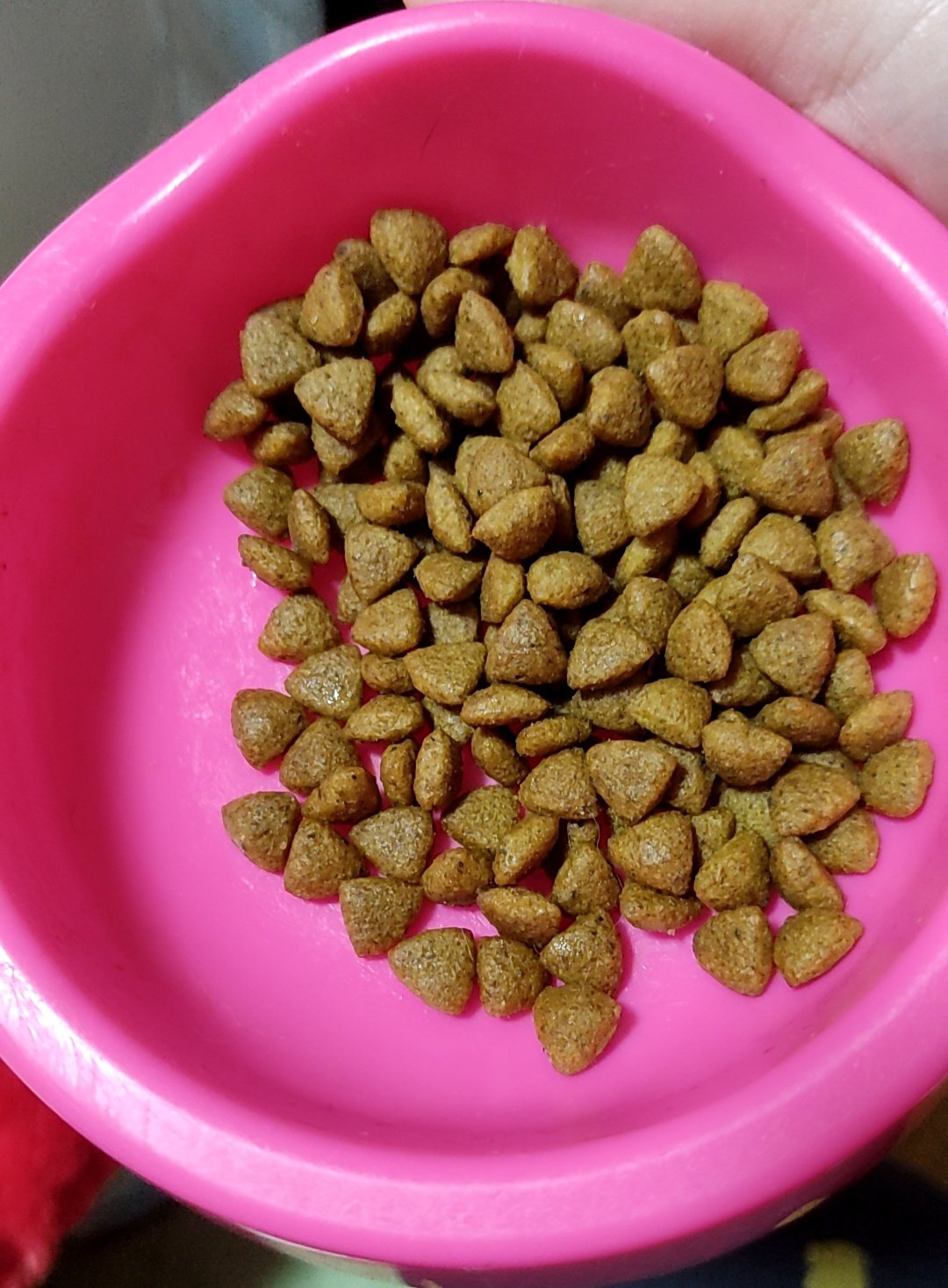 ポメプーの茶太郎 4ヶ月の子犬なのにご飯をちゃんと食べなくてうちに来て5日 1度も完食したことないのほんと心配 ウェットしか食べないのどうにかならないかな ポメプー 4ヶ月 子犬 ご飯食べない 犬好きさんと繋がりたい 茶太郎 T Co