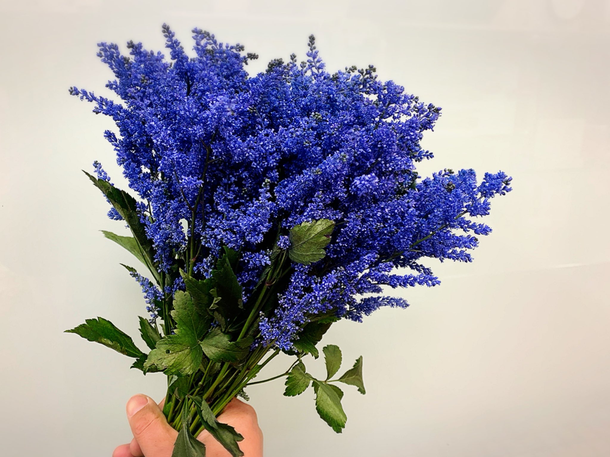 横山泰史 ヨコちゃん 全国に笑顔を届ける花のモナミという花屋 今日のお花 のお届けです 本日は アスチルベ アイブルー 花言葉 自由 見事に染め上げたアスチルベです 日本一の生産量の長崎県佐世保市から来てくれました 小さな泡のようなお花を