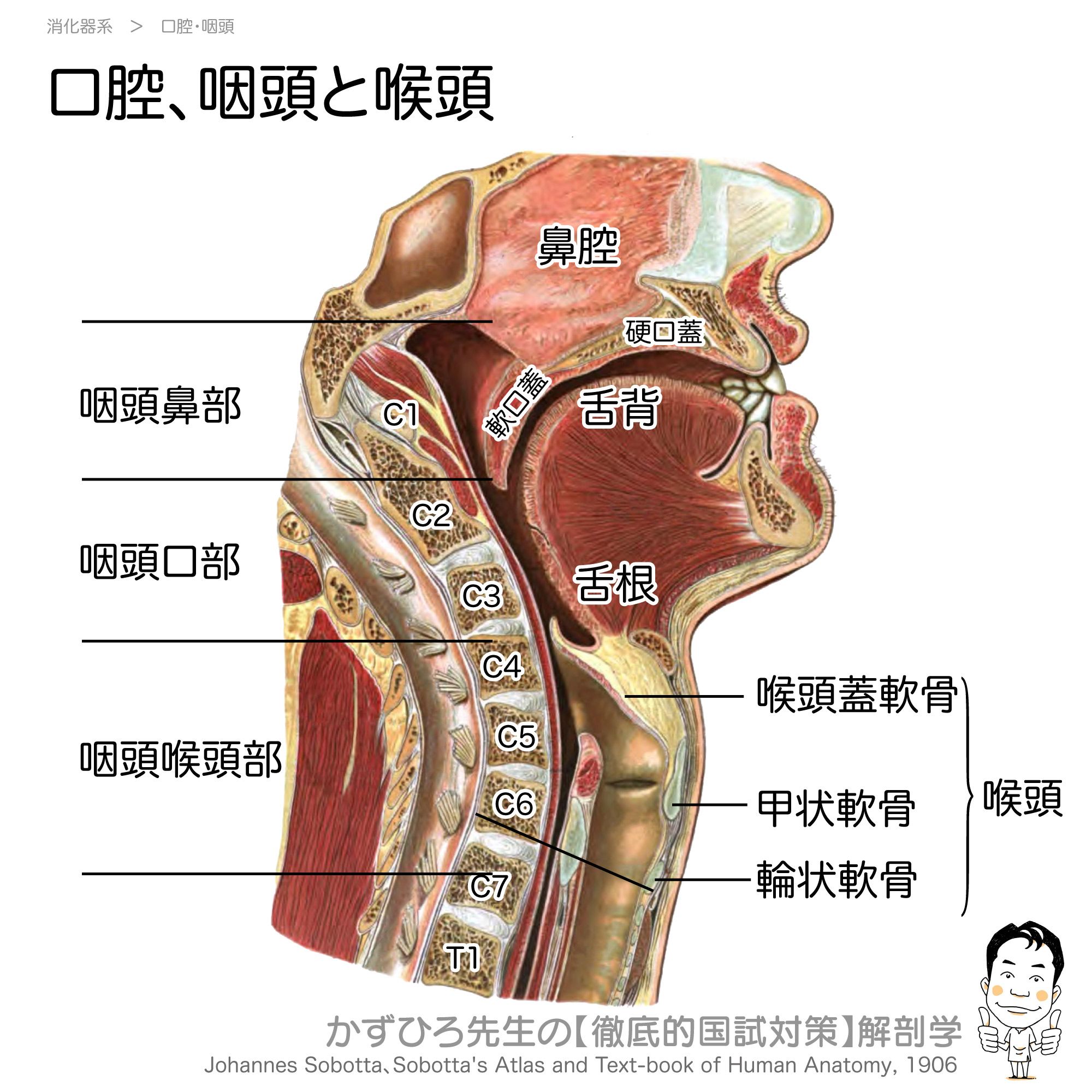 口腔・咽頭・喉頭・気管・食道 黒澤一弘（かずひろ）解剖学IT教育・指圧師・ラダック on X