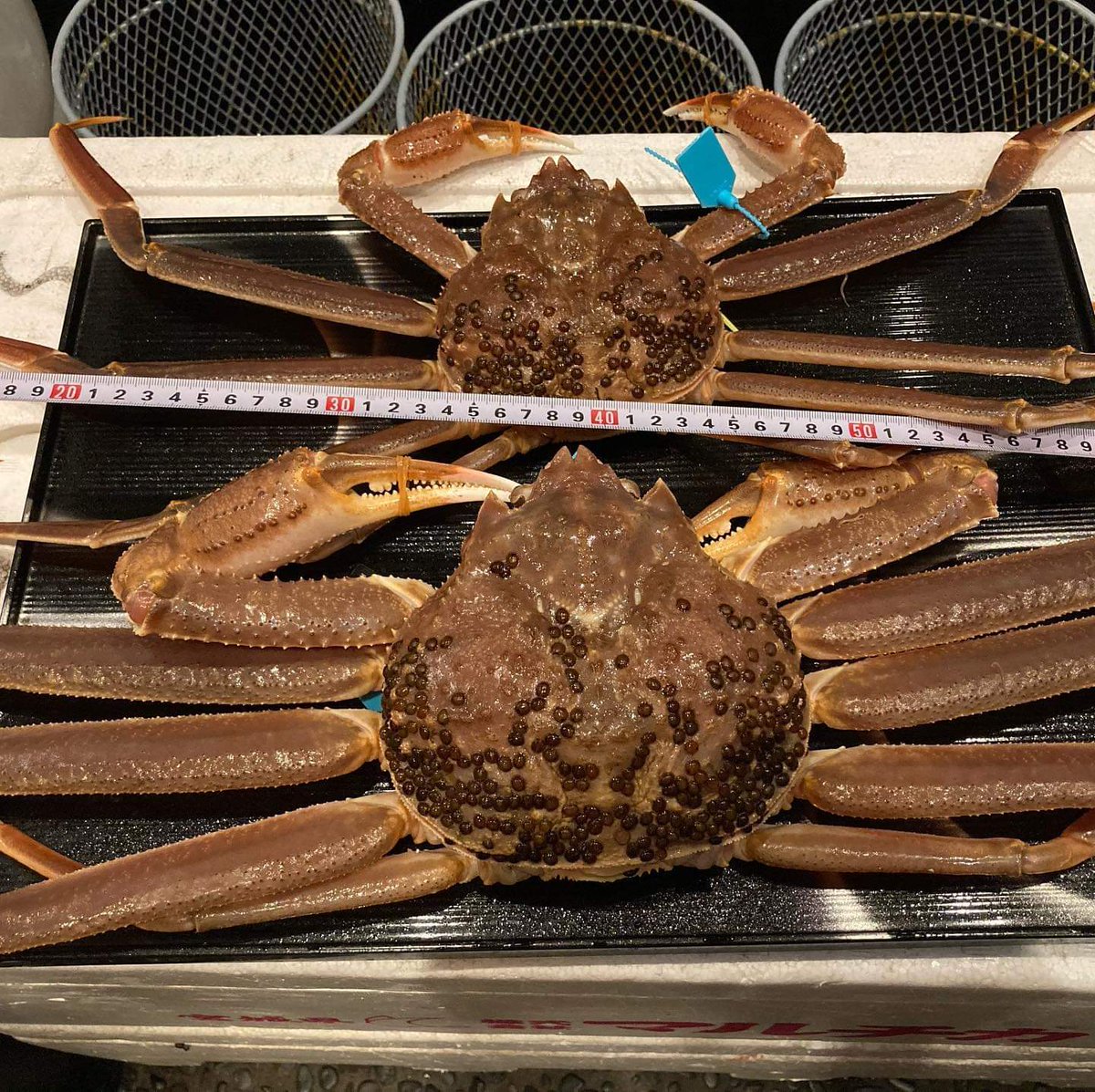 味処 高崎 写真は小さい方が700g 大きい方が1 4k 小さく見えますが700gが 小さいのでは無く 1 4k が大きすぎるだけです笑 今週のカニの価格は平均的 加能ガニ刺身 円 焼き加能ガニ 100円600g 特大加能ガニ 円1 4k カニ 加能ガニ カニ刺し 味処 高崎 写真は小さい方が700g 大きい方が1 4k 小さく見えますが700gが 小さいのでは無く 1 4k が大きすぎるだけです笑 今週のカニの価格は平均的 加能ガニ刺身 円 焼き加能ガニ 100円600g 特大加能ガニ 円1 4k カニ 加能ガニ カニ刺し