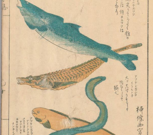 Terada على تويتر 松浦竹四郎 松浦竹四郎 に出てくるチョウザメらしき魚 個人的には 因幡の白兎に出てくるワニはこいつではないかと思っている 群れをなして水面に背中を並べる魚というのはそう多くない ただ 本州にチョウザメはいないけど
