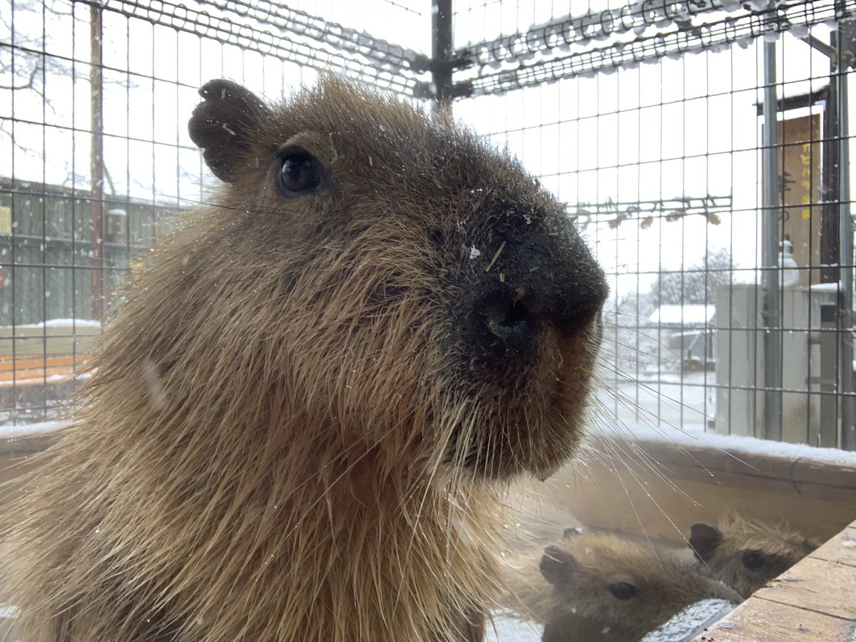 カピバラ温泉 Twitter Search