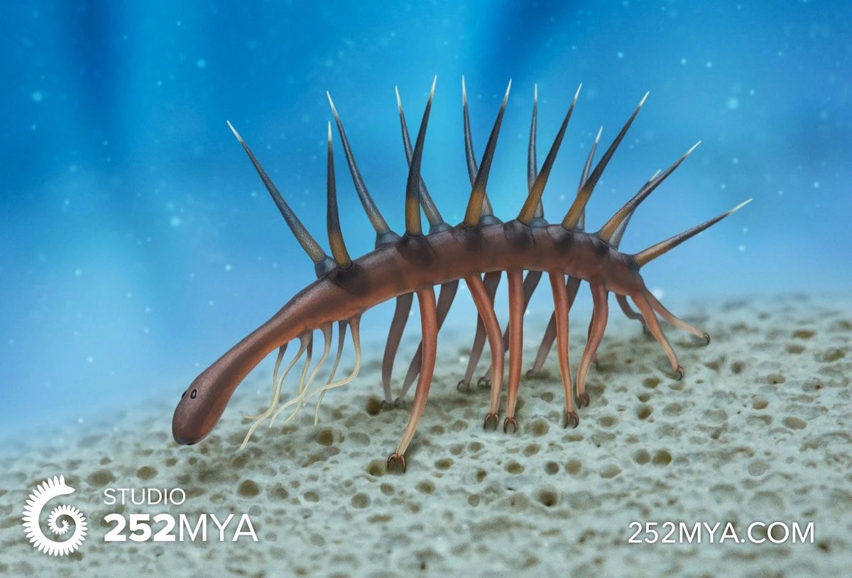 Awalnya para ilmuwan sempat menggolongkan Hallucigenia ke dalam filum Arthropoda, soalnya hewan ini muncul di periode yg sama ketika hewan-hewan purba dgn filum Arthropoda mulai bermunculan. Namun setelah diteliti lagi, Hallucigenia tidak sama dgn ciri-ciri hewan Arthropoda.