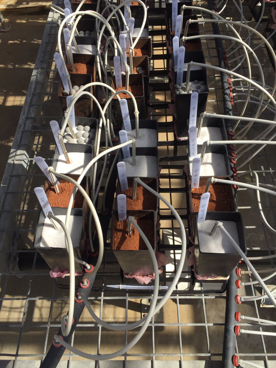 Bianca Berto (@biancaberto8) on Twitter photo Plant babies! And my mega #glasshouse setup to evaluate different #seedenhancements in #nativegrasses on different soil types and under different rainfall scenarios. <a href="/BiolSci_UWA/">School of Biological Sciences, UWA</a> <a href="/UWAresearch/">UWA Research</a> Plant babies! And my mega #glasshouse setup to evaluate different #seedenhancements in #nativegrasses on different soil types and under different rainfall scenarios. <a href="/BiolSci_UWA/">School of Biological Sciences, UWA</a> <a href="/UWAresearch/">UWA Research</a>