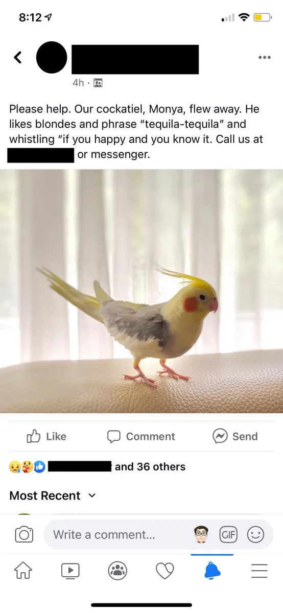 Screenshot from Facebook with picture of a bird and text reading: Please help. Our cockatiel, Monya, flew away. He likes blondes and phrase “tequila-tequila” and whistling “if you happy and you know it“. 