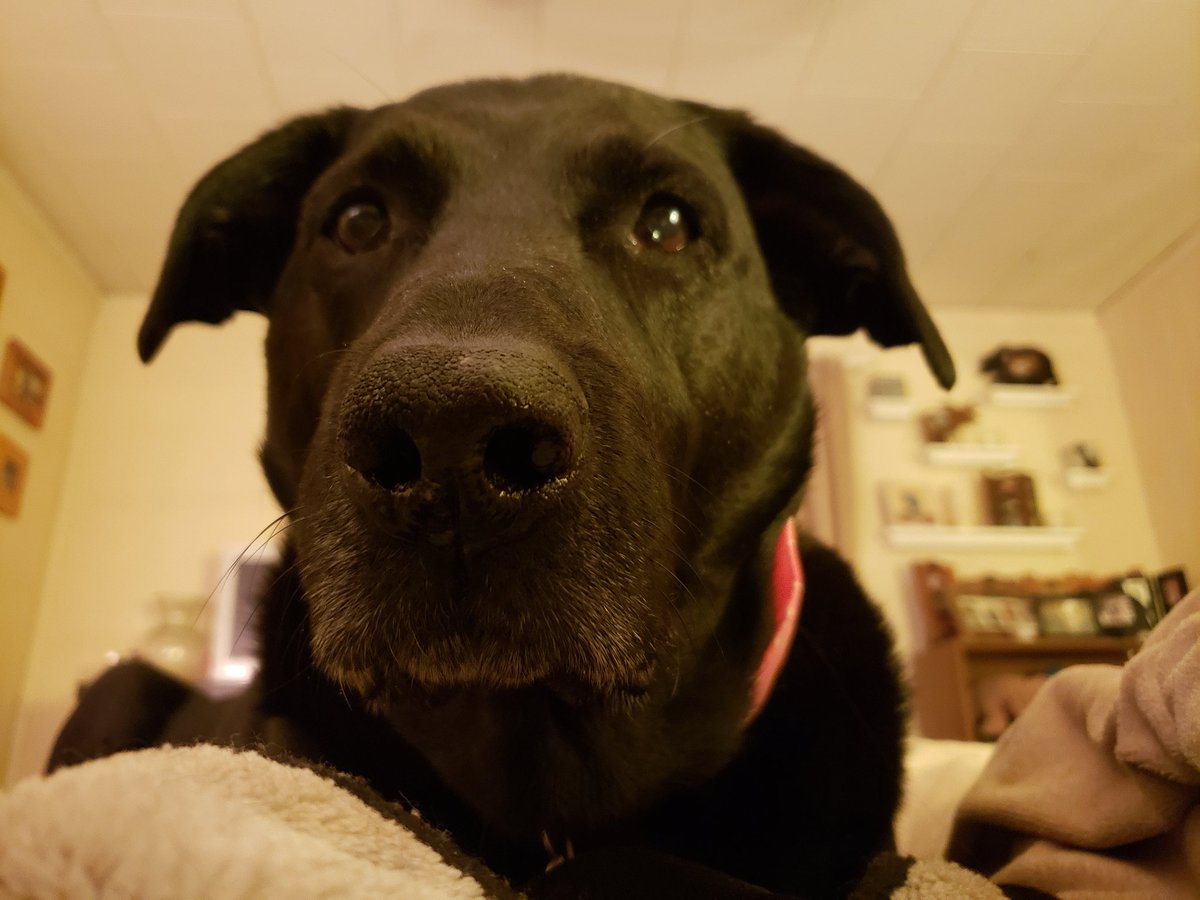 ChezMable's tweet photo. Sweet dreams till sunbeams find you 🌙
#EveryDayIsAGift #ChezMable #MableStrong #CanineCancerWarrior #CanineGoodCitizen #RescueDogsRock https://t.co/dhjIYbXNjK