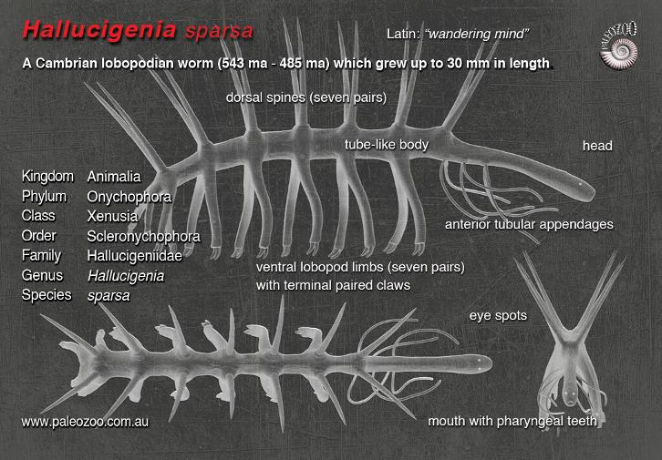 Ukuran tubuh Hallucigenia pertama kali ditemukan tidak lebih dari ukuran jari jempol. Namun ada banyak variasi ukuran untuk makhluk ini. Btw, ada gambar penampakan gimana makhluk ini terlihat dari berbagai sisi. Bentuk Founding Titan Eren terinspirasi dari sini kayaknya.