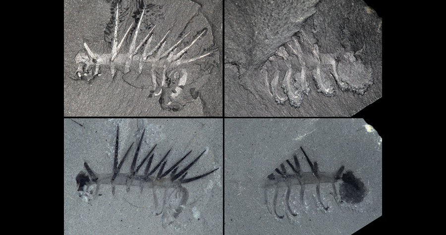 Buat yang masih bingung makhluk ini real atau ngga, jawabannya REAL ya. Hallucigenia ini ada bukti fosilnya kok, dan sudah dilakukan penelitian secara resmi oleh banyak institut penelitian hewan purba. Banyak ilmuwan berlomba-lomba menguak sejarah ttg makhluk unik satu ini.