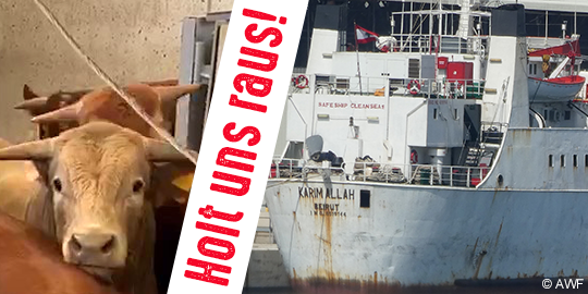 tierschutz_bund's tweet photo. Seit 2 Monaten stecken über 2.000 #Rinder auf dem Mittelmeer fest. Die Tiere sollten von Spanien nach Libyen verschifft + dort geschlachtet werden, als die #Blauzungenkrankheit ausbrach. Mit @Act4AnimalsEU fordern wir die Behörden auf, SOFORT einzugreifen! https://t.co/nzcFaDhtSY https://t.co/Kix1UseYzX