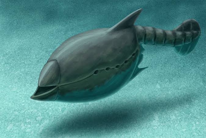 古虫動物亜門 Vetulicolia ウェツリコラの仲間 古虫動物亜門の動物は