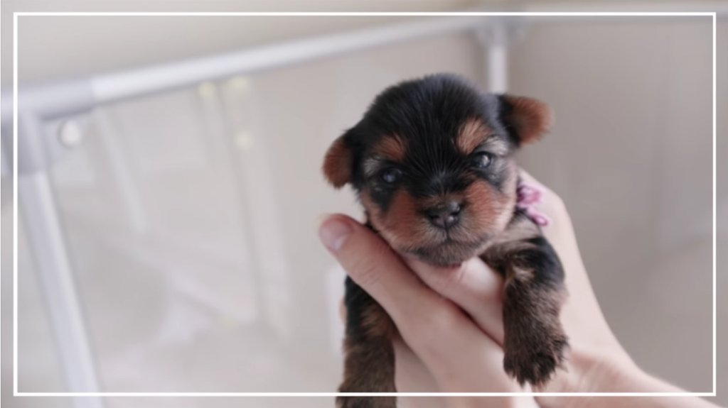 Raising Cute Yorkie Puppies from 3 to 6 Weeks Old! #mylittleyorkiworld #yorkie is.gd/Wh7JCp