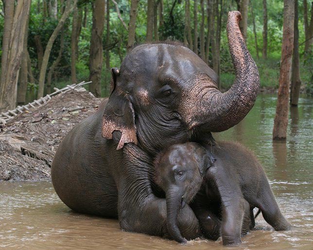 susantananda3's tweet photo. No place can match the comfort level of mothers lap. https://t.co/3XGq4o1thR
