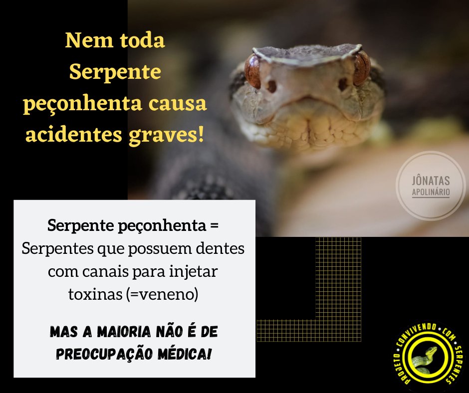 Como prevenir picada de cobra - Save The Snakes